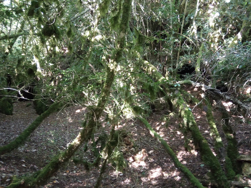 Ambiance classique de canole : la jungle larzacienne